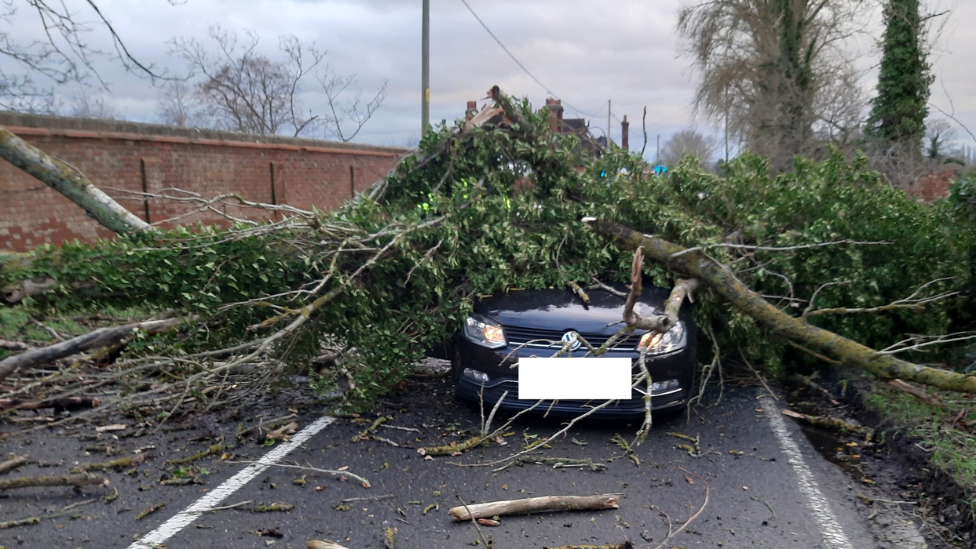 Fallen tree