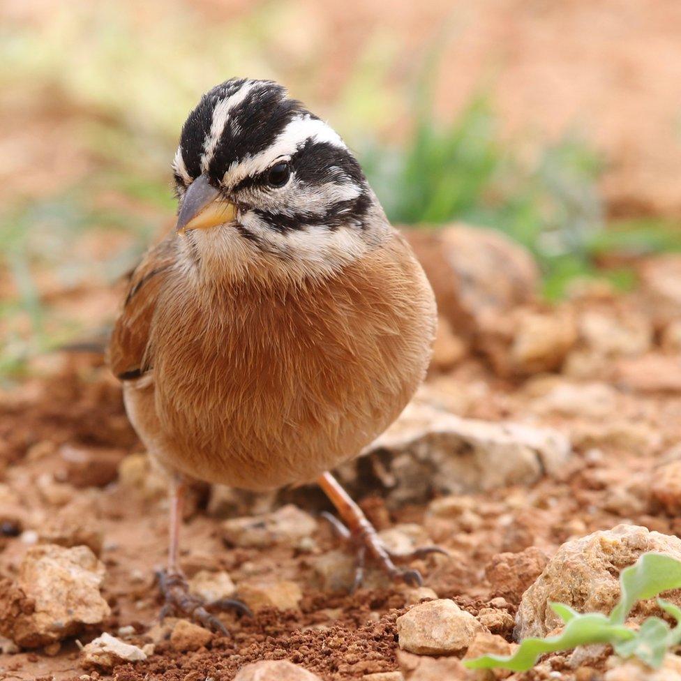 The rare, endemic Socotra Bunting, Emberiza Socotrana