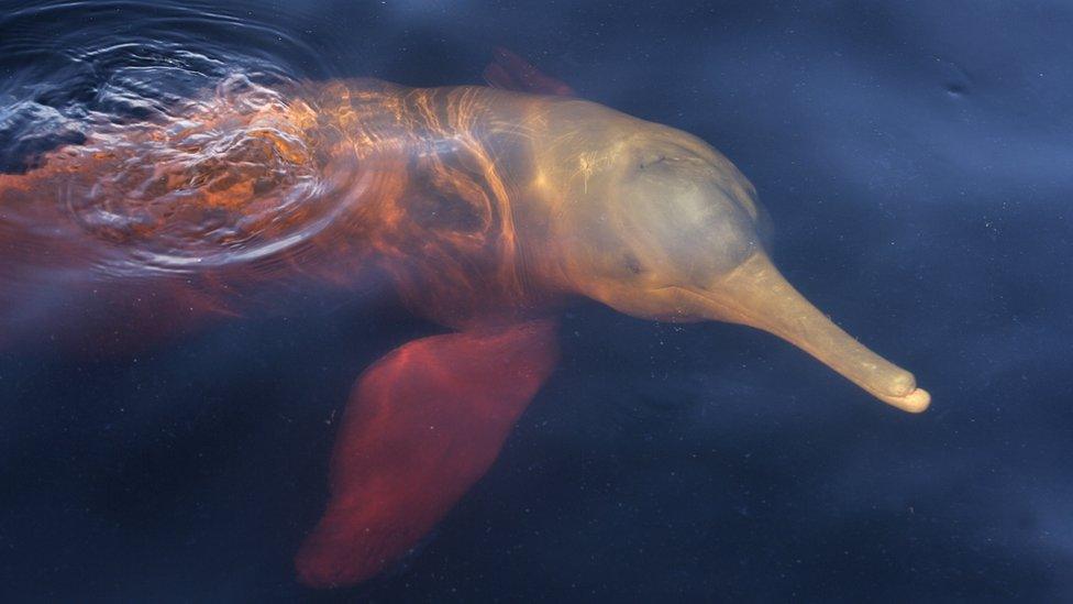 Amazon-river-dolphin.