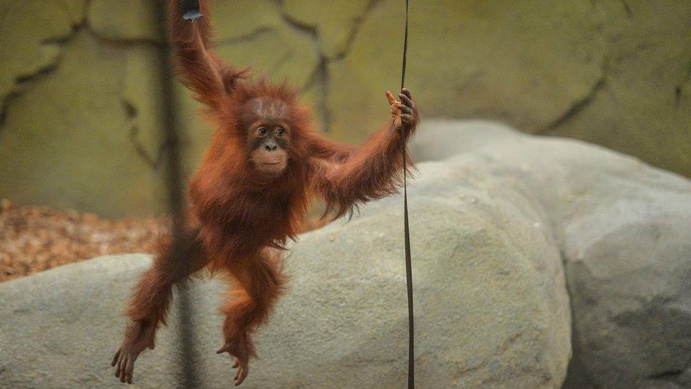 Sumatran orangutans