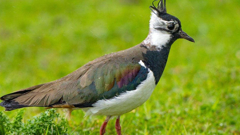 A lapwing feeding on grass