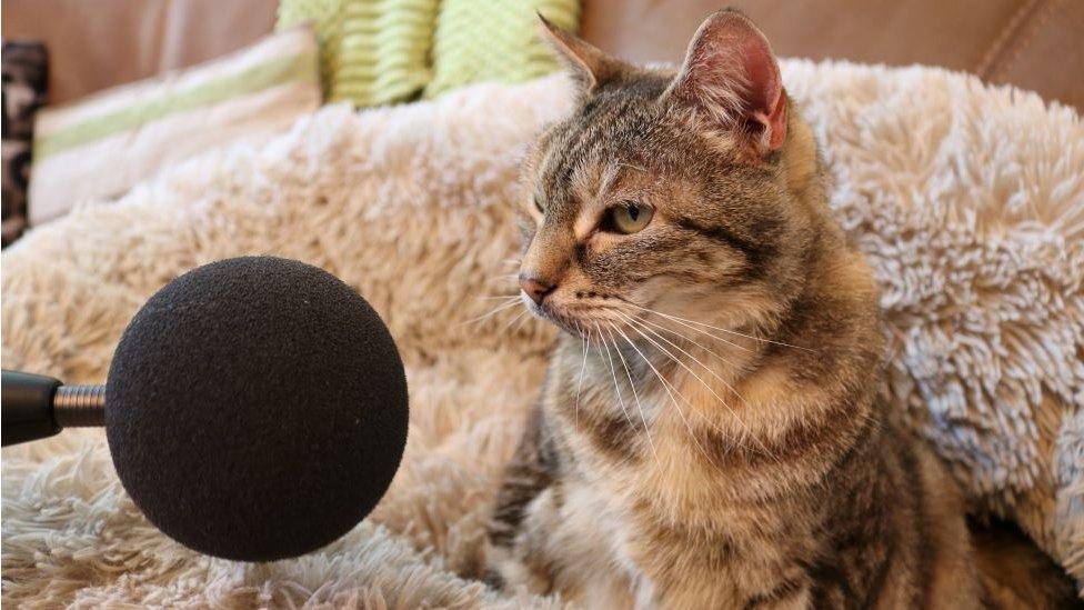 A 14-year-old cat named Bella from Cambridgeshire, which has broken the Guinness World Record for the loudest purr.