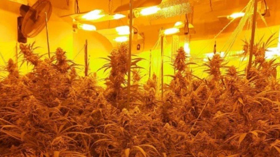 Cannabis factory inside a house