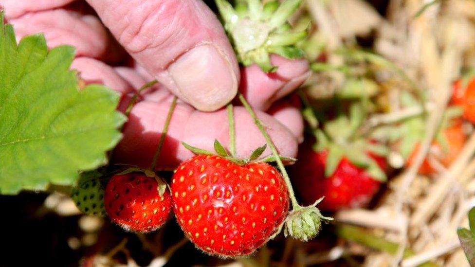 Hand holding strawberry