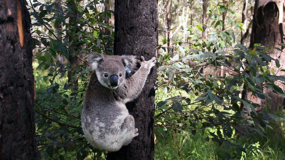 great-koala-count.