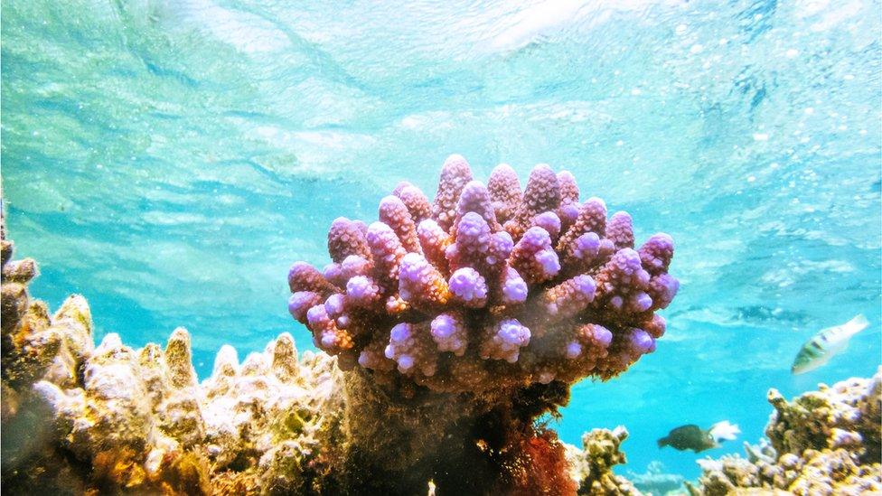 Coral reef