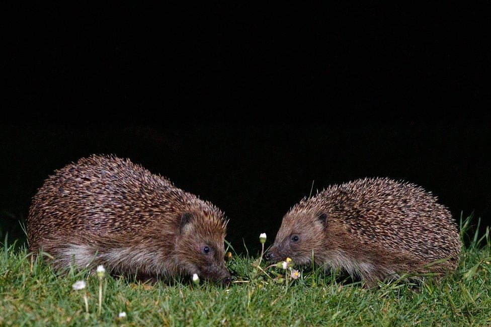 Two hedgehogs in a garden in Amersham, England