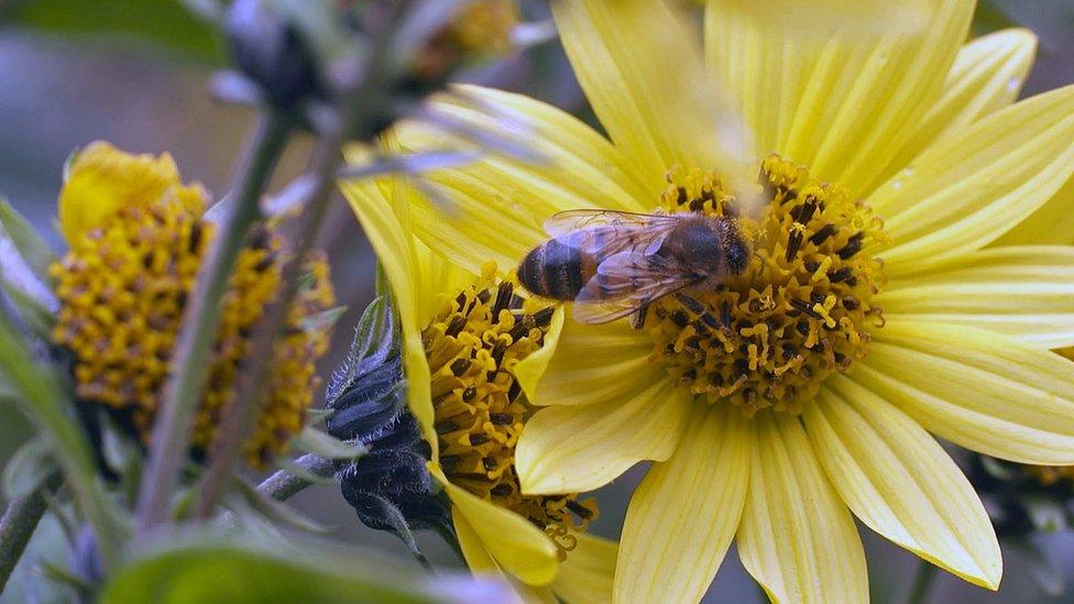 bee on a yellow flower