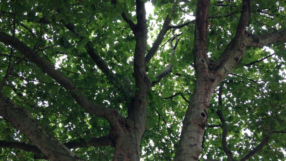 London Plane tree in Broad Street