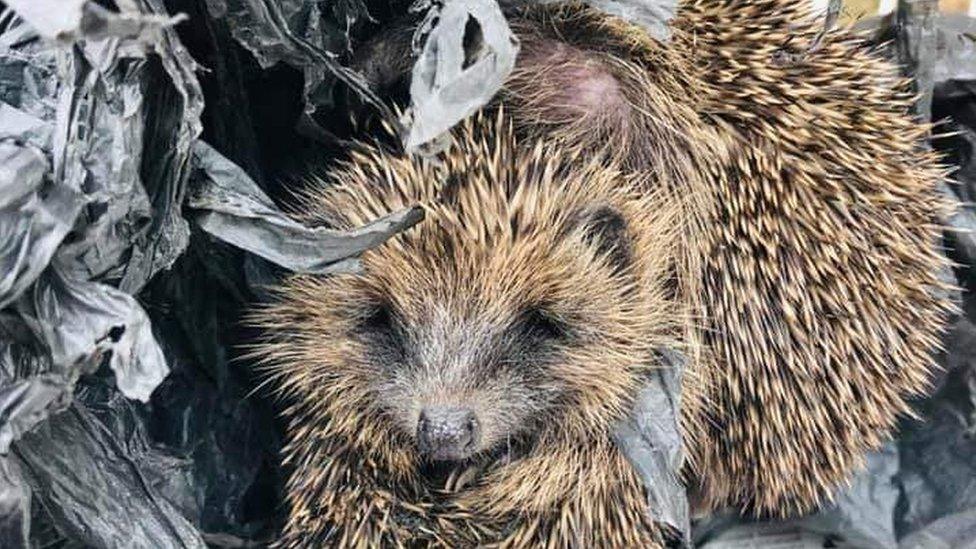 Hoglet nestled in black bin liner