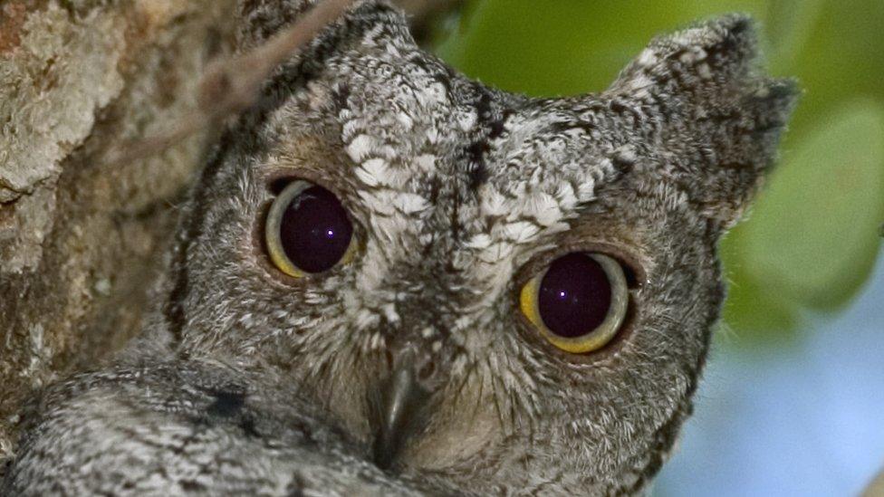 An owl in southern Africa