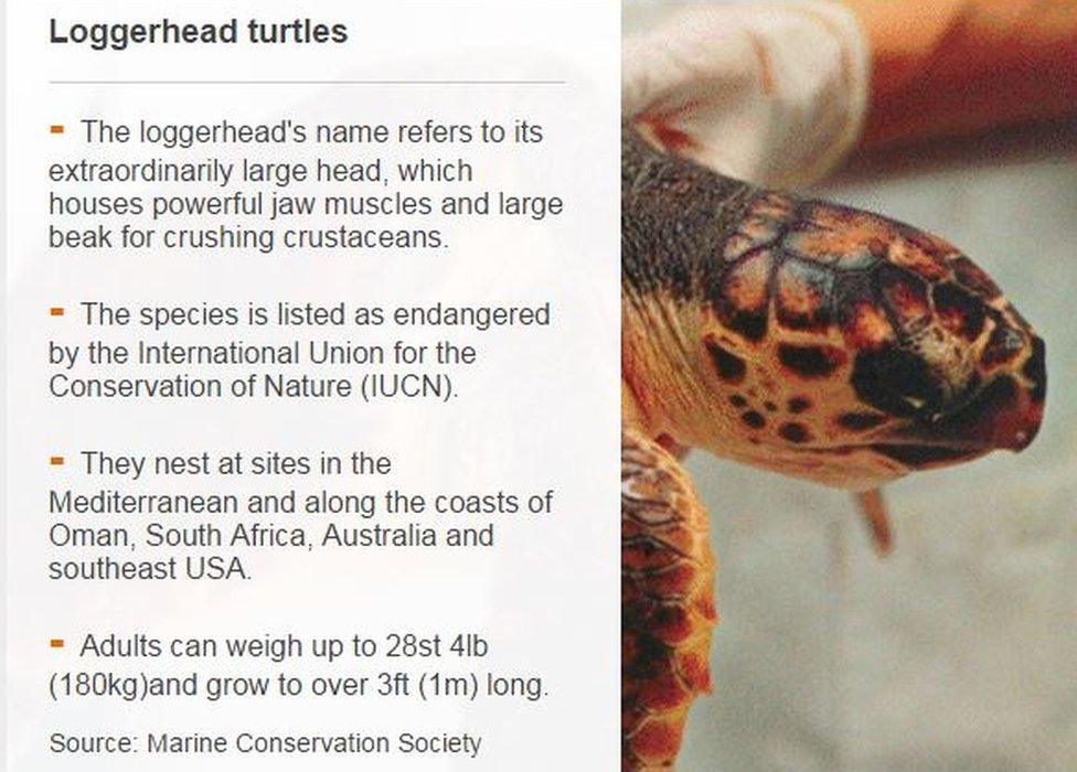 Loggerhead turtle graphic