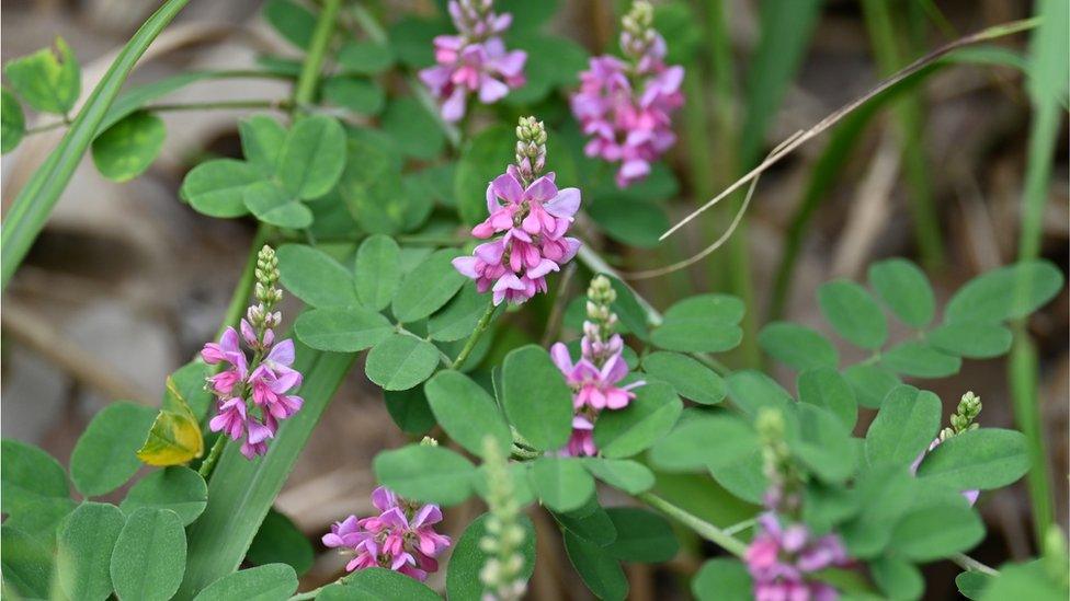 ingigofera-plant.