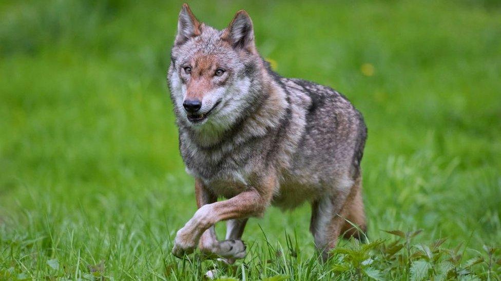 A European grey wolf