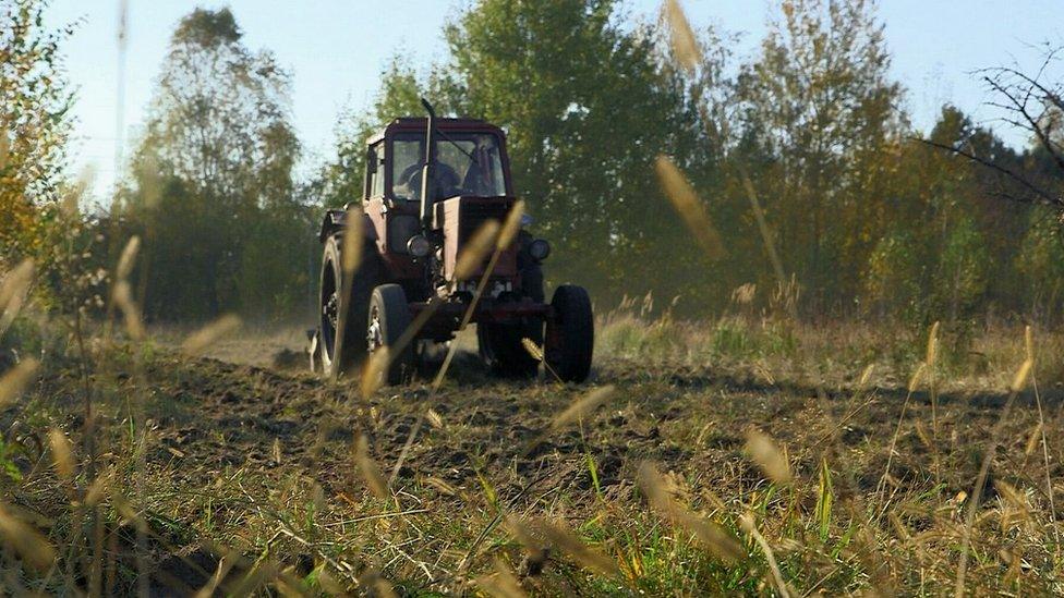 Experimental farm in the Chernobyl exclusion zone