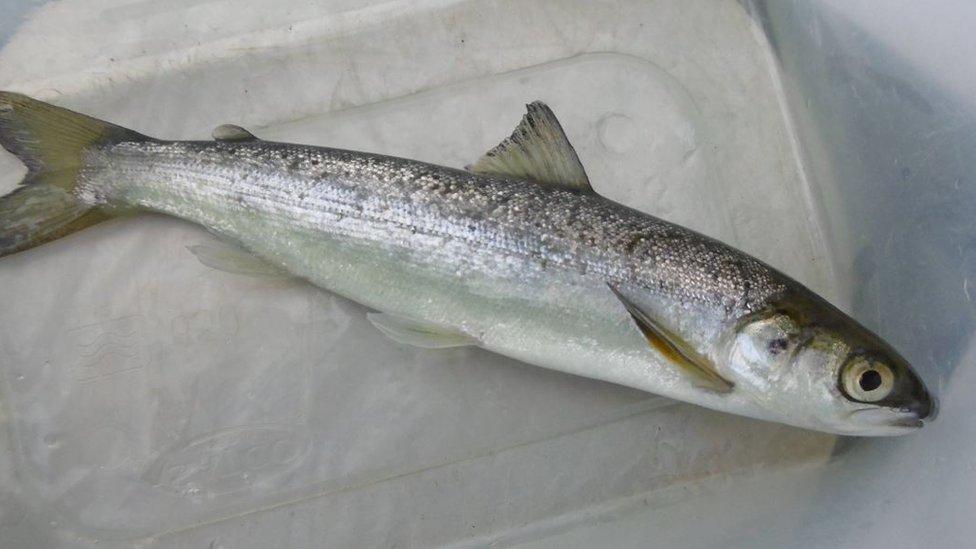 A tagged smolt