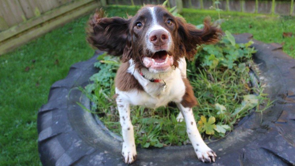 Springer Spaniel Charlie