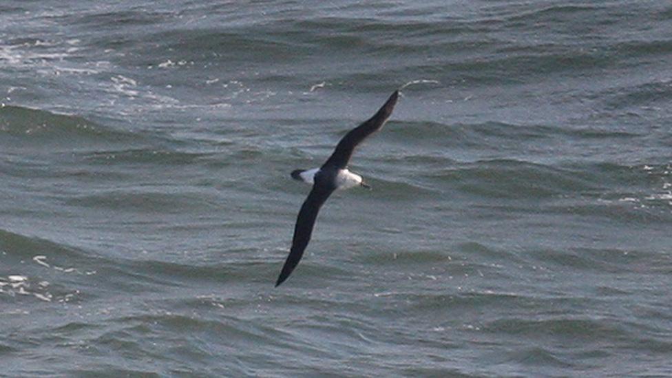 Albatross in flight