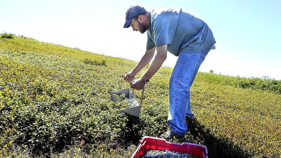 A blueberry picker