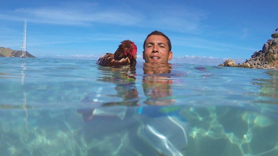 Guirec Soudee and his hen Monique in the sea in the Antilles