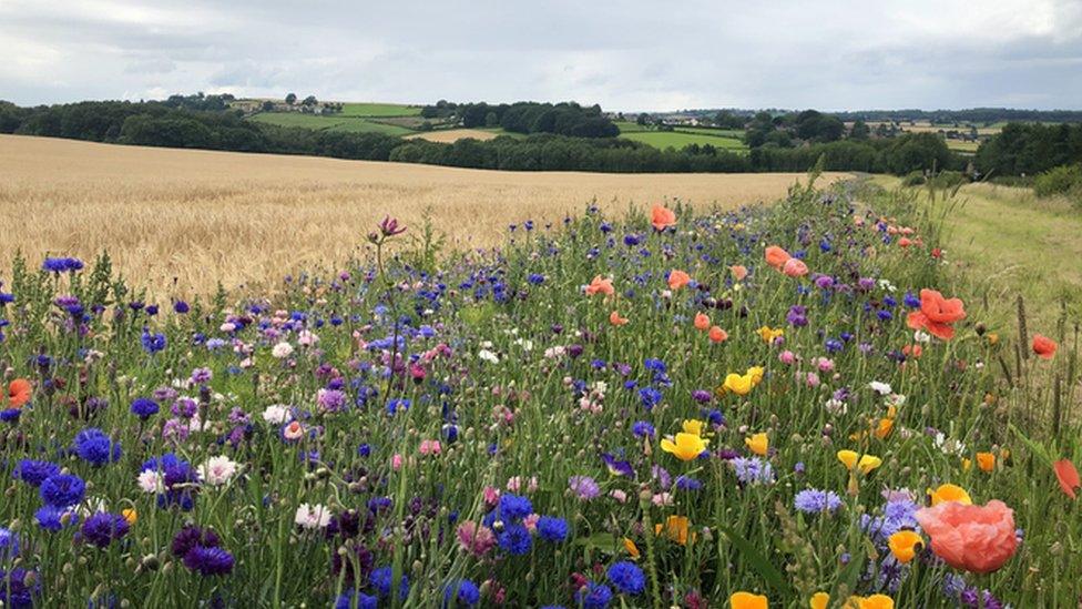 Grassy flowery meadow