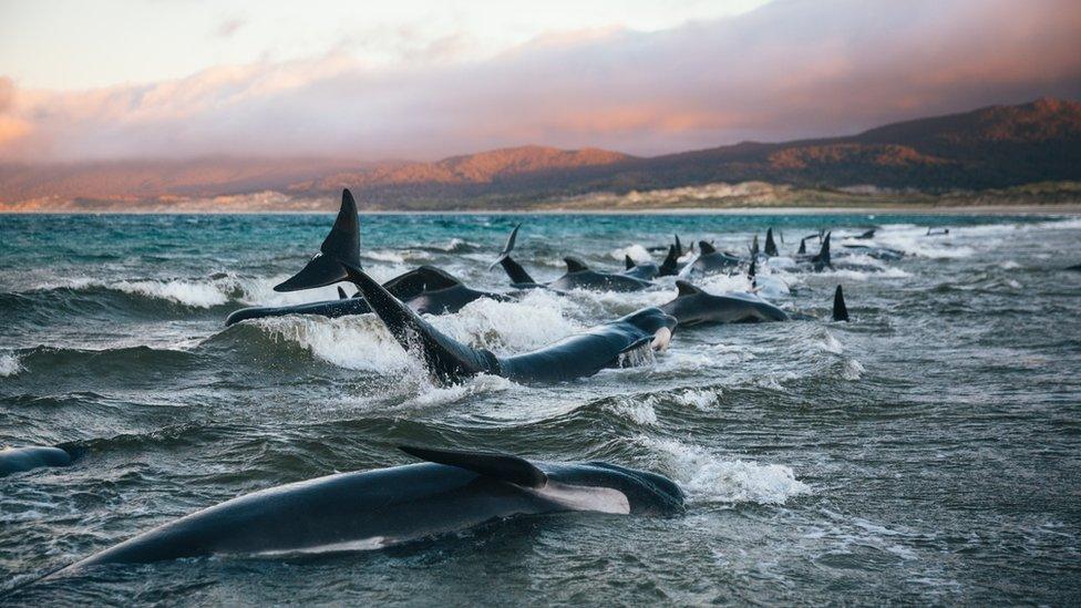 Whales stranded in the surf