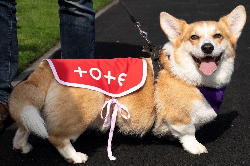 Rodney the corgi