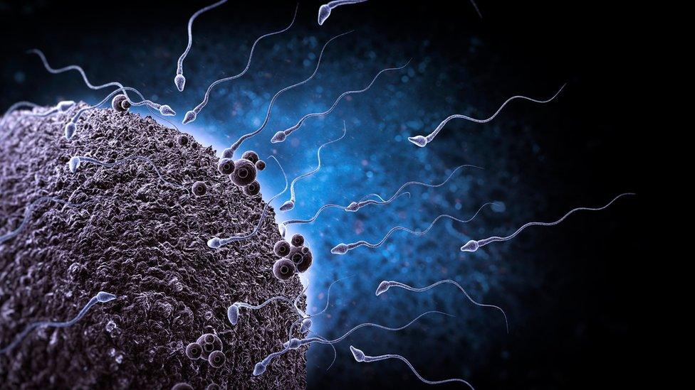 Artwork showing sperm swimming to egg