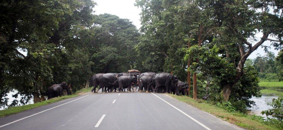 Elephants crossing