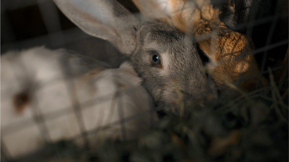 Rabbits in a hutch