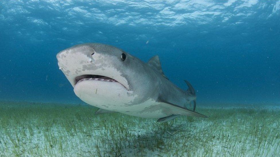 Tiger shark swimming in a seagrass meadow