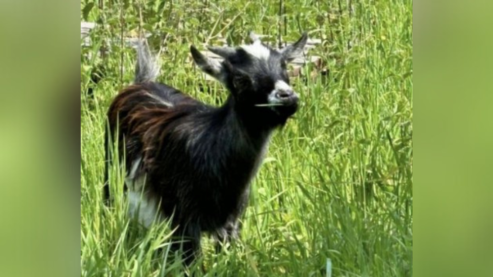 A black and white pygmy goat in the grass