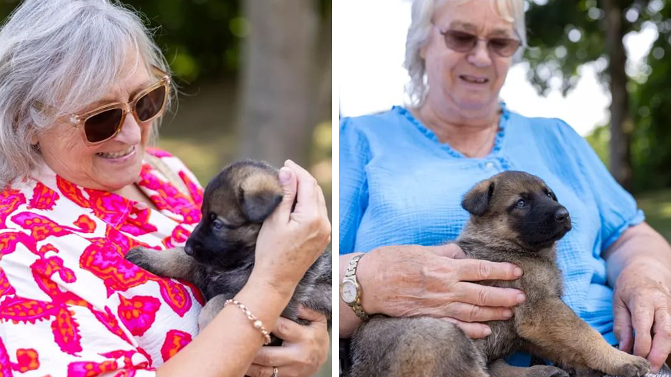 Composite image of two woman holding German Shepherd puppies. On the left is a woman in a pink, orange and white top with grey hair and sunglasses. On the right, another woman is wearing a blue top, with the puppy on her knee
