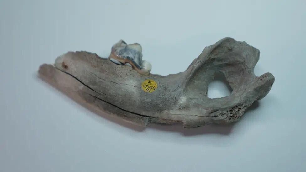 a piece of bone with a yellow sticky label on it laying on a white surface