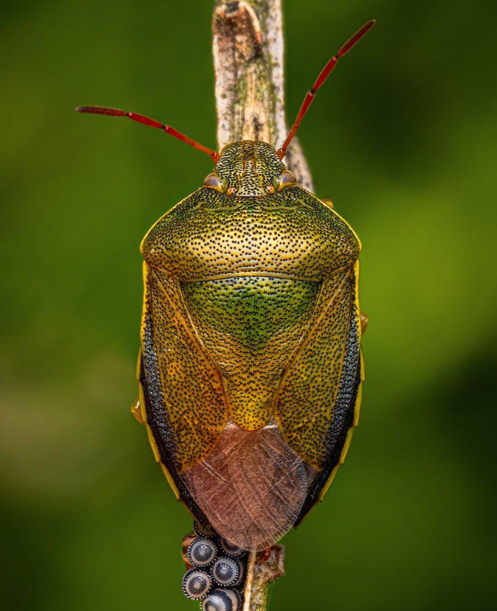 A shield bug laying eggs in Loanhead.