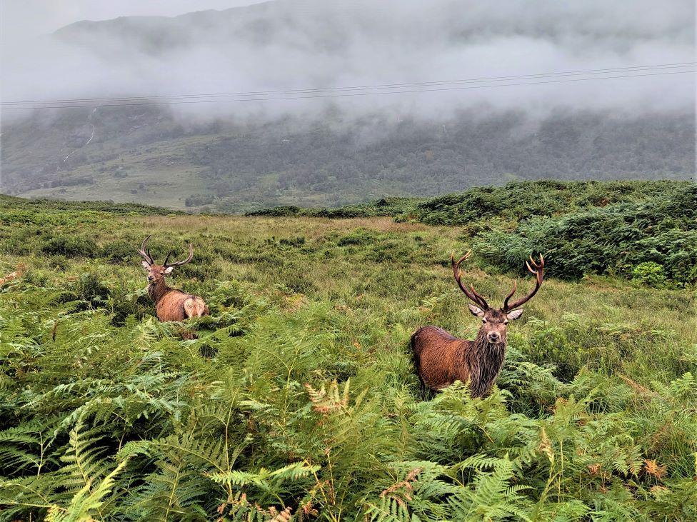 Two stags look up while surrounded by green bracken. There is mist in the background.