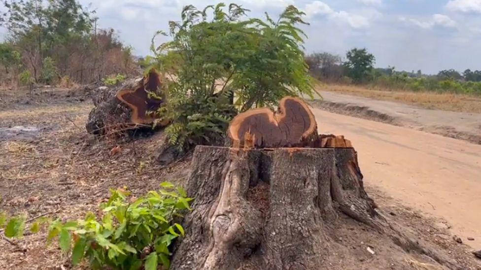 A tree that has been cut down in Mount Kei Central Forest Reserv