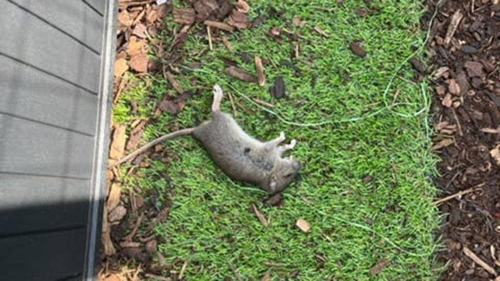 A dead rat lying on grass between a building and a mulched border, with wood chippings scattered nearby. 