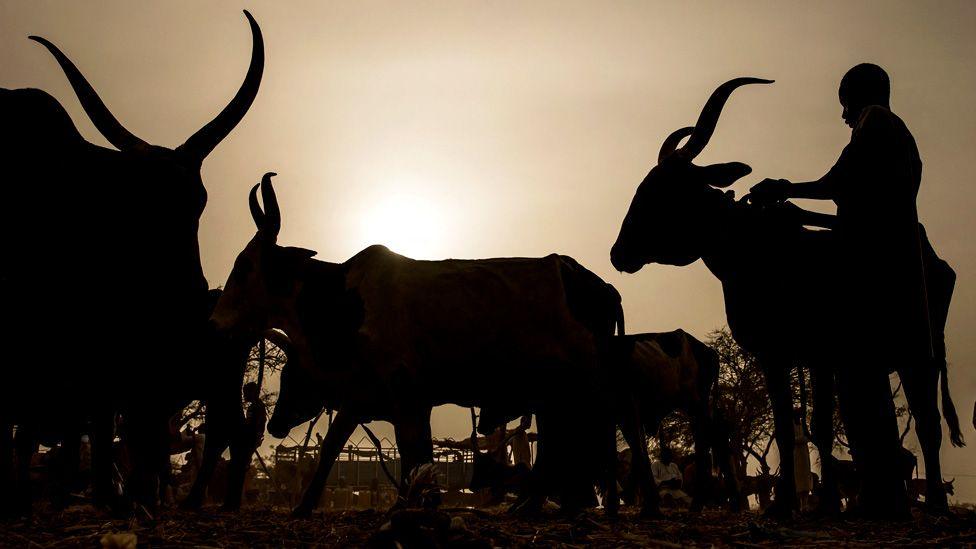 A Fulani man in silhouette in northern Nigeria tending cattle with long horns.