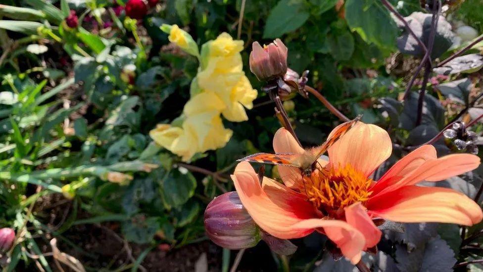 A close up of an orange flower