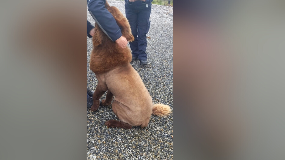 A photo of Mouse, a large brown Newfoundland dog. His coat is shaved and thicker from the neck to head and at the bottom of his tail. He is being petted by a police officer outside.