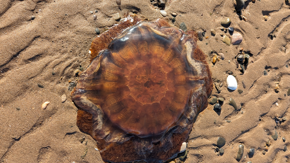 lion's mane jellyfish