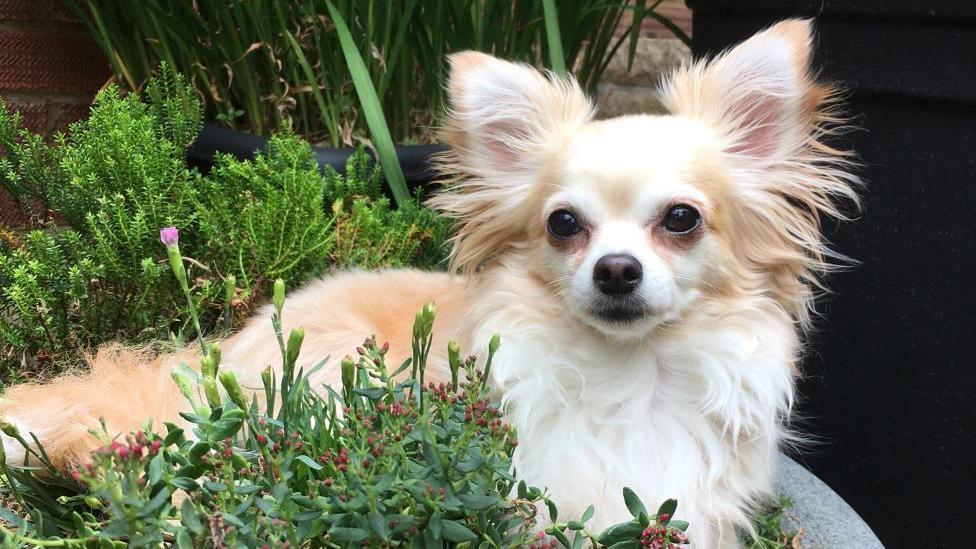 Blond Chihuahua surrounded by plants. 