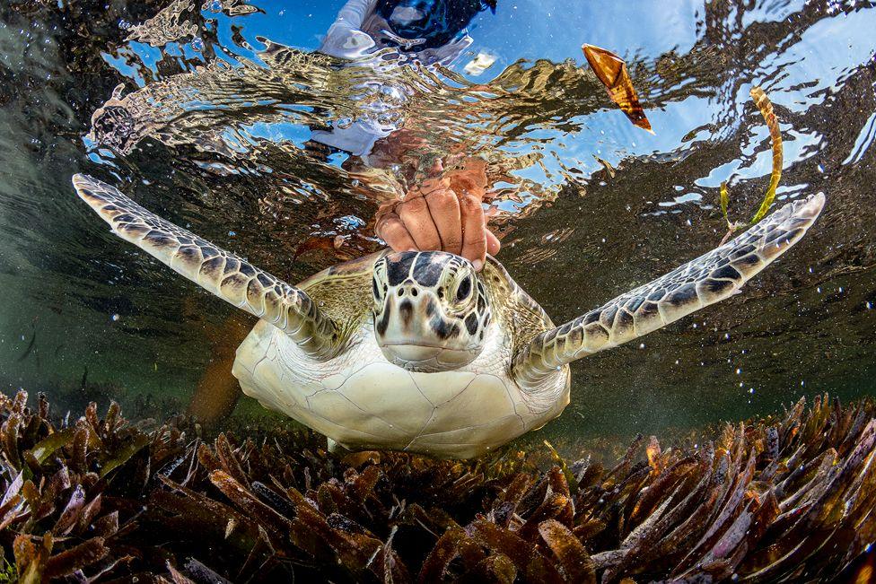 A green sea turtle is released by a researcher after being caught
