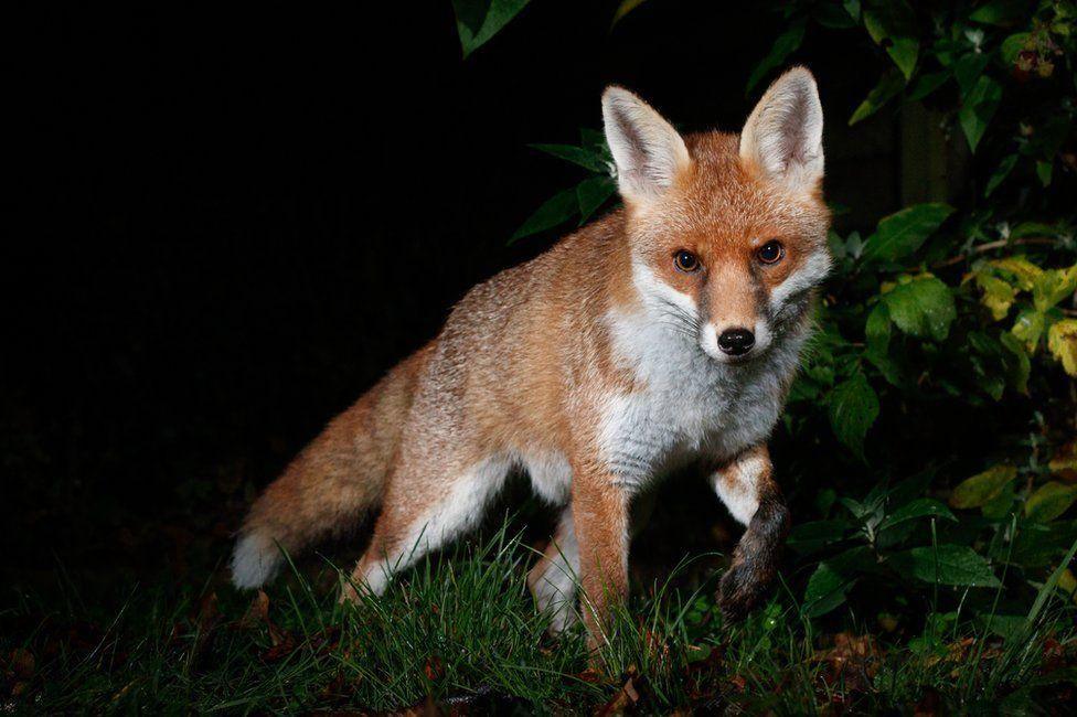 A fox staring straight at the camera against a darkened background of plants and grass