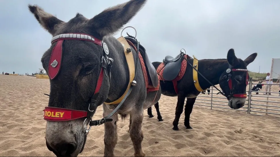 Two donkeys, wearing red and yellow harnesses, stand on a sandy beach in Skegness