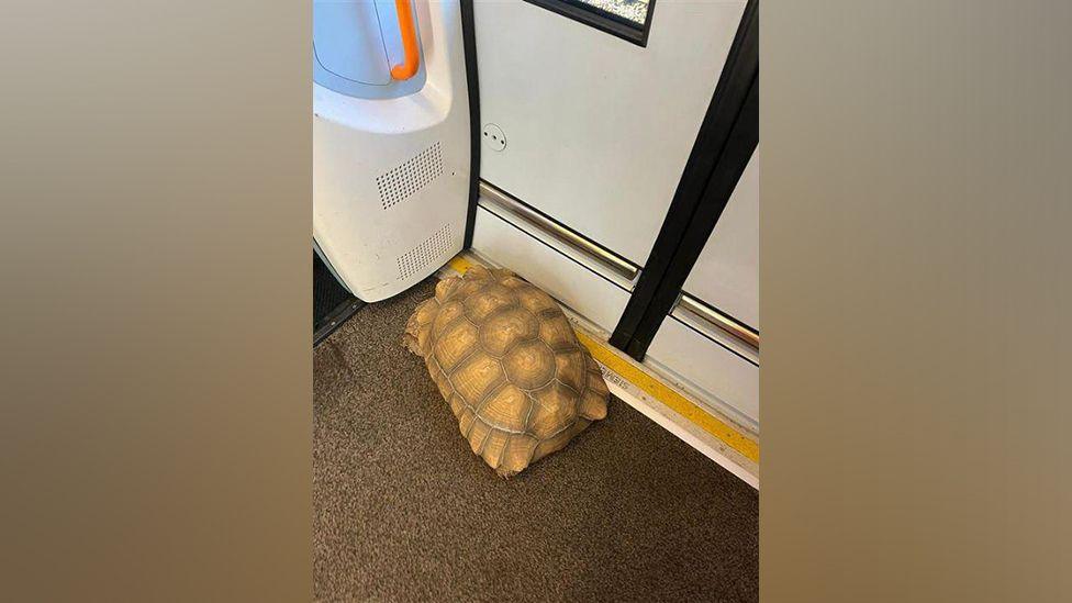 Tortoise on a train