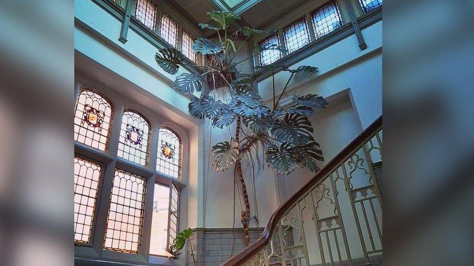 The giant monstera plant reaches the ceiling of the stairwell of a beautiful building with stained glass windows and an ornate wrought iron staircase. 
