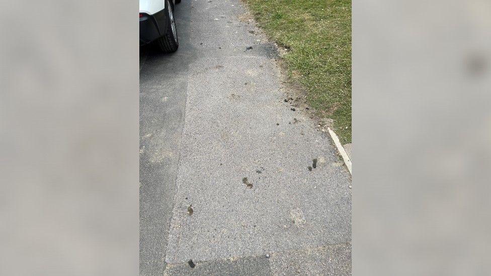 Goose droppings on a pavement