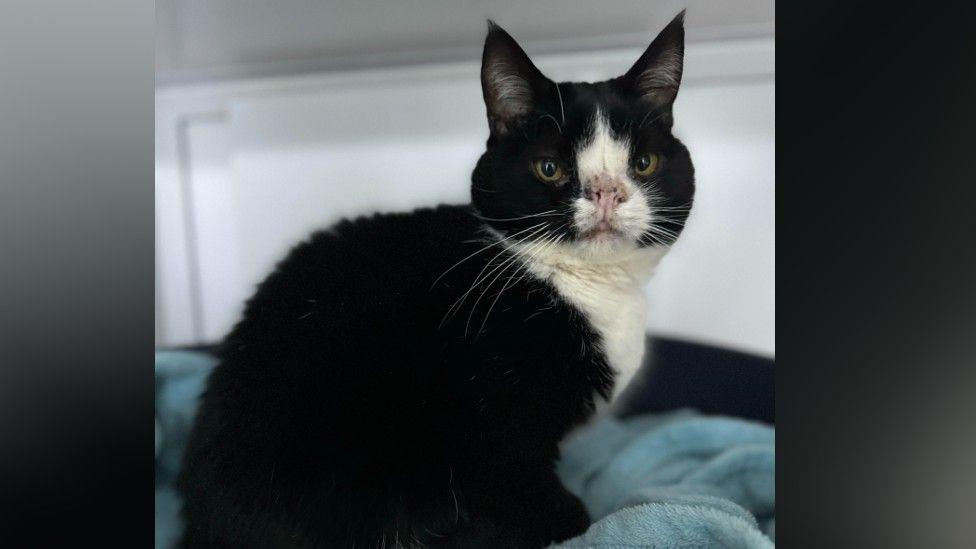 Hugo, a cat born with a facial deformity